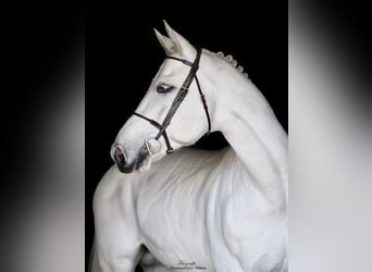 Westphalien, Étalon, 10 Ans, 168 cm, Gris