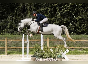 Westphalien, Étalon, 10 Ans, 172 cm, Gris