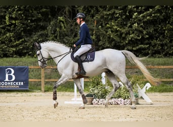 Westphalien, Étalon, 10 Ans, 172 cm, Gris