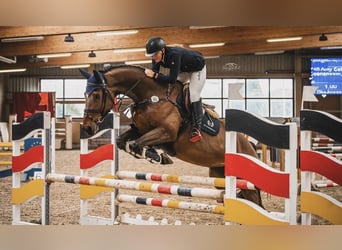 Westphalien, Étalon, 10 Ans, 175 cm