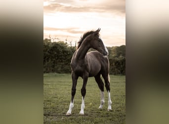 Westphalien, Étalon, 1 Année, 153 cm, Gris