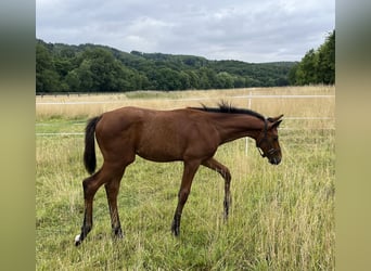 Westphalien, Étalon, 1 Année, 170 cm, Bai