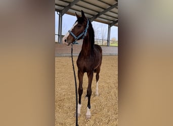 Westphalien, Étalon, 1 Année, 180 cm, Bai