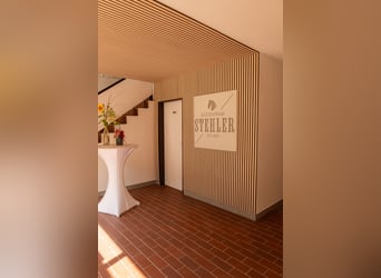 Westphalien, Étalon, 1 Année, Alezan