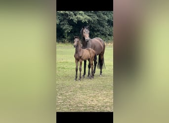 Westphalien, Étalon, 1 Année, Bai brun