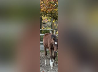 Westphalien, Étalon, 1 Année, Bai