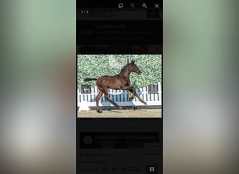 Westphalien, Étalon, 1 Année, Bai