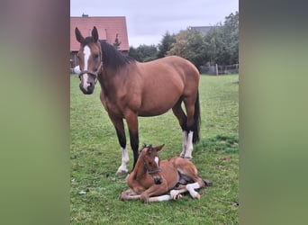 Westphalien, Étalon, 1 Année, Bai