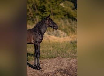 Westphalien, Étalon, 1 Année, Peut devenir gris