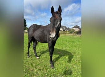 Westphalien, Étalon, 1 Année, Peut devenir gris