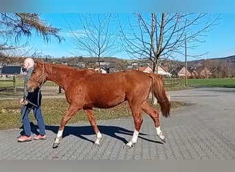 Westphalien, Étalon, 2 Ans, 160 cm, Alezan brûlé