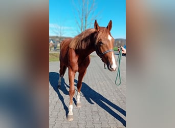 Westphalien, Étalon, 2 Ans, 160 cm, Alezan brûlé