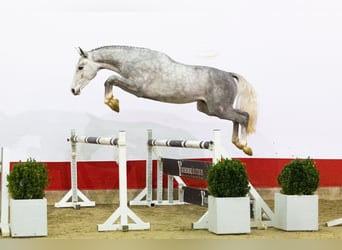 Westphalien, Étalon, 2 Ans, 163 cm, Gris