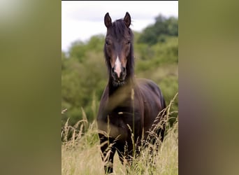 Westphalien, Étalon, 2 Ans, 164 cm, Bai brun