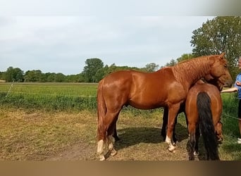Westphalien, Étalon, 2 Ans, 165 cm, Alezan brûlé