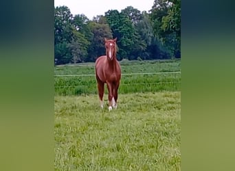 Westphalien, Étalon, 2 Ans, 165 cm, Alezan brûlé