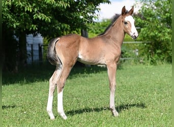 Westphalien, Étalon, 2 Ans, 165 cm, Bai brun foncé