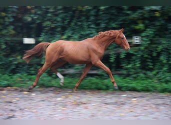 Westphalien, Étalon, 2 Ans, 166 cm, Alezan