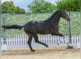 Westphalien, Étalon, 2 Ans, 166 cm, Bai brun foncé
