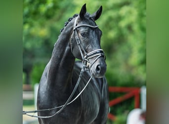 Westphalien, Étalon, 2 Ans, 166 cm, Bai brun foncé