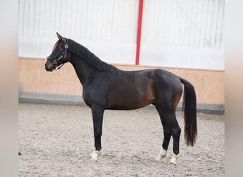 Westphalien, Étalon, 2 Ans, 167 cm, Bai brun