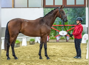 Westphalien, Étalon, 2 Ans, 167 cm, Bai