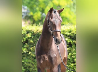 Westphalien, Étalon, 2 Ans, 169 cm, Bai brun