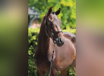 Westphalien, Étalon, 2 Ans, 169 cm, Bai brun