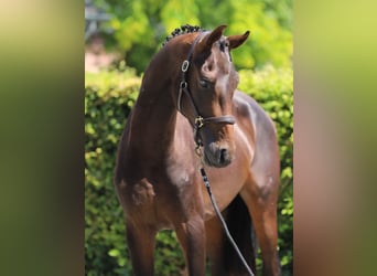 Westphalien, Étalon, 2 Ans, 169 cm, Bai brun