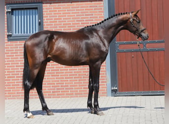 Westphalien, Étalon, 2 Ans, 169 cm, Bai brun