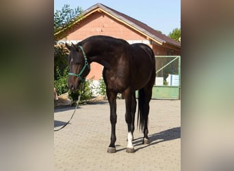 Westphalien, Étalon, 2 Ans, 169 cm, Bai brun