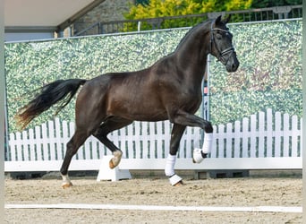 Westphalien, Étalon, 2 Ans, 169 cm, Noir
