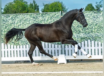 Westphalien, Étalon, 2 Ans, 169 cm, Noir