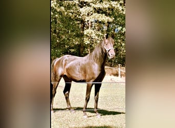Westphalien, Étalon, 2 Ans, 170 cm, Bai brun