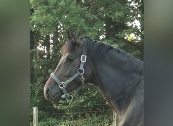 Westphalien, Étalon, 2 Ans, 170 cm, Bai brun