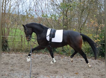Westphalien, Étalon, 2 Ans, 170 cm, Bai brun