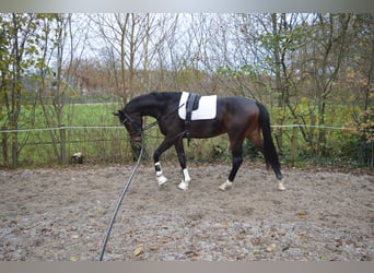Westphalien, Étalon, 2 Ans, 170 cm, Bai brun