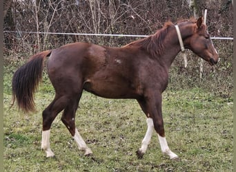 Westphalien Croisé, Étalon, 2 Ans, 170 cm, Bai brun