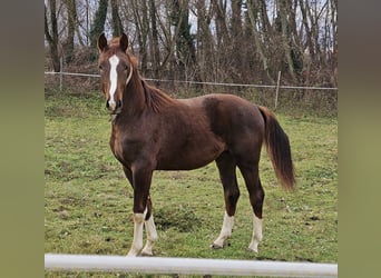 Westphalien Croisé, Étalon, 2 Ans, 170 cm, Bai brun