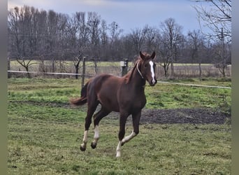 Westphalien Croisé, Étalon, 2 Ans, 170 cm, Bai brun