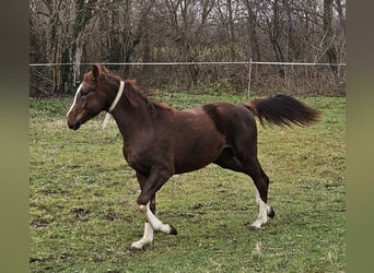 Westphalien Croisé, Étalon, 2 Ans, 170 cm, Bai brun