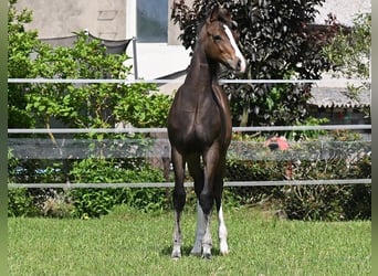 Westphalien, Étalon, 2 Ans, 173 cm, Bai brun foncé