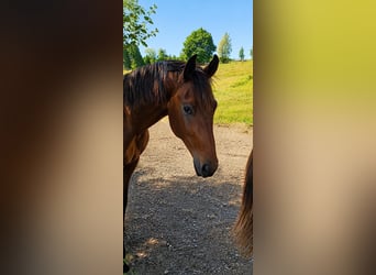 Westphalien, Étalon, 2 Ans, 175 cm, Bai