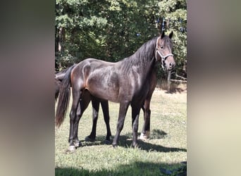 Westphalien, Étalon, 2 Ans, Bai brun