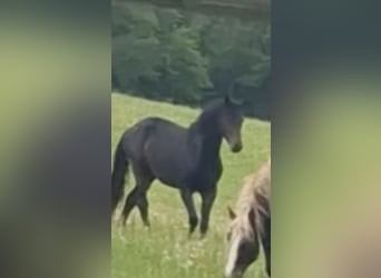 Westphalien, Étalon, 2 Ans, Bai brun