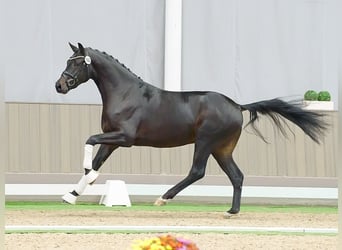 Westphalien, Étalon, 2 Ans, Bai brun foncé