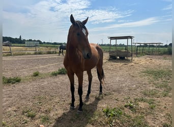 Westphalien, Étalon, 2 Ans, Bai