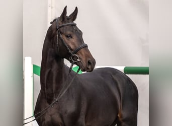 Westphalien, Étalon, 2 Ans, Bai
