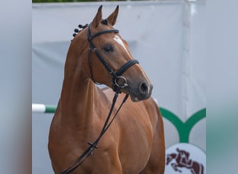 Westphalien, Étalon, 2 Ans, Bai