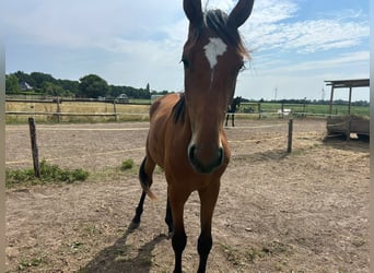 Westphalien, Étalon, 2 Ans, Bai